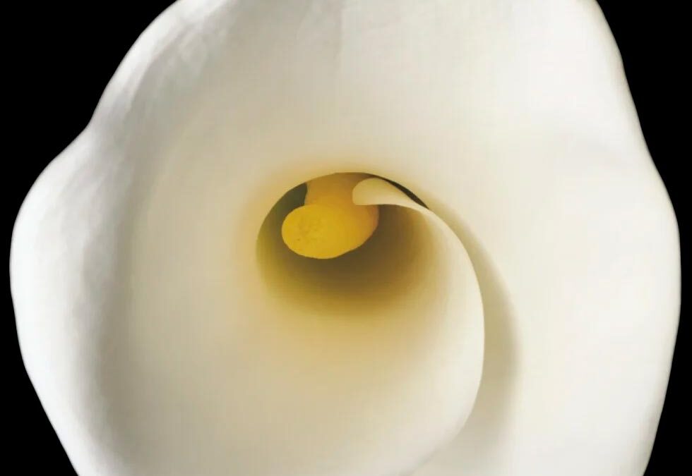 Parlare di concretezza con la bellezza.