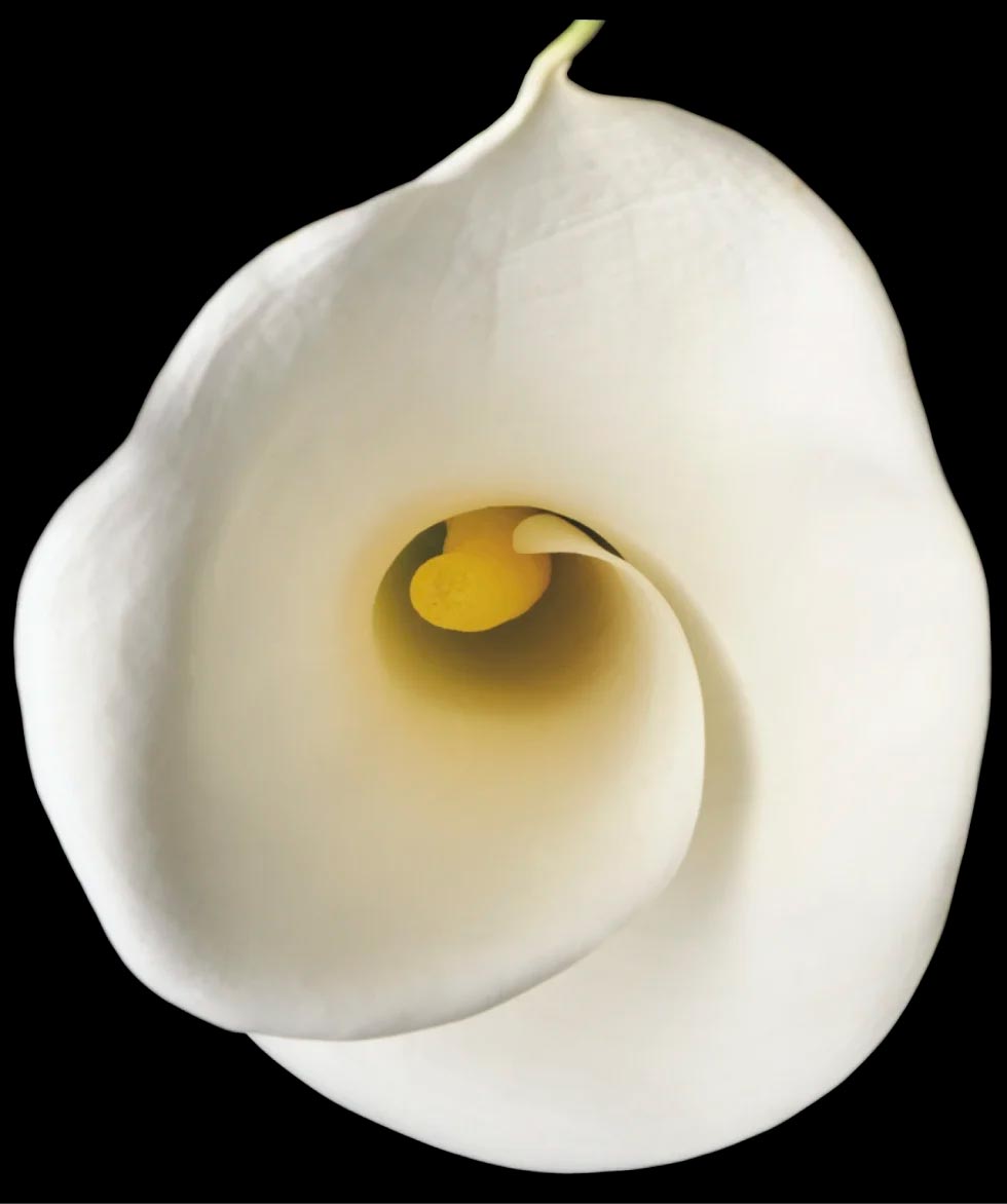 1_Cariparma-980x1172 Corpore