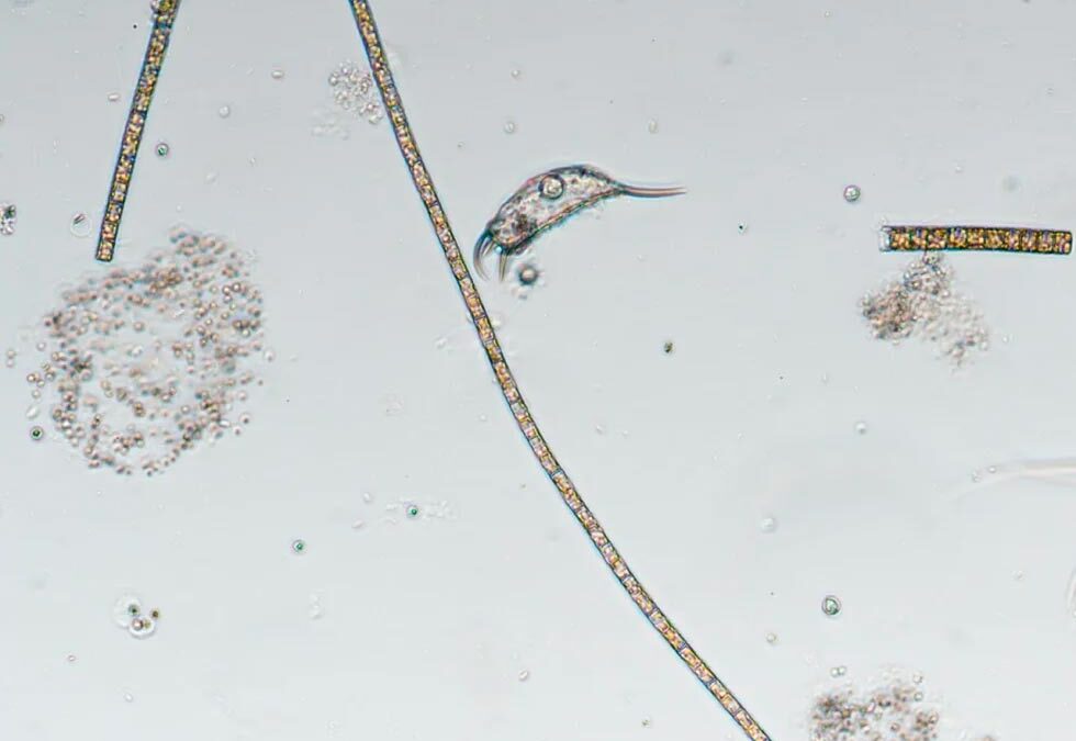 In un video poetico si racconta la ricerca.